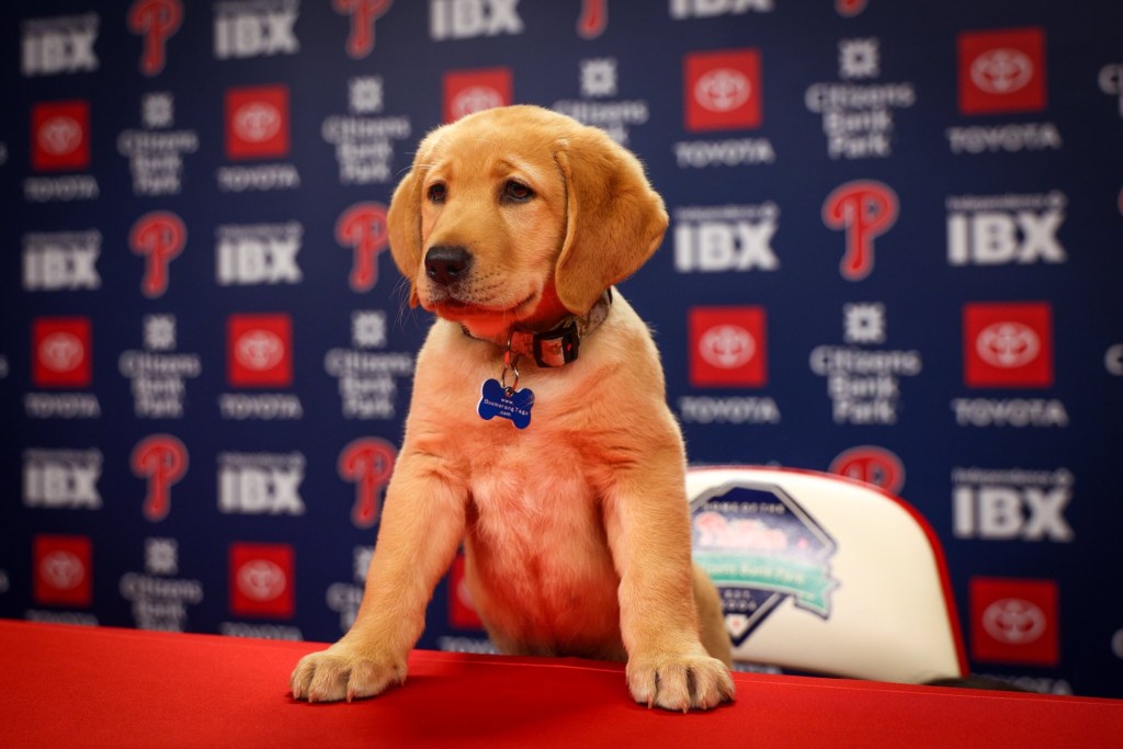 A Labrador retriever puppy named Tugger, wearing a collar and tag, sits on a table at a press conference, with a backdrop featuring the Philadelphia Phillies logo and sponsors.