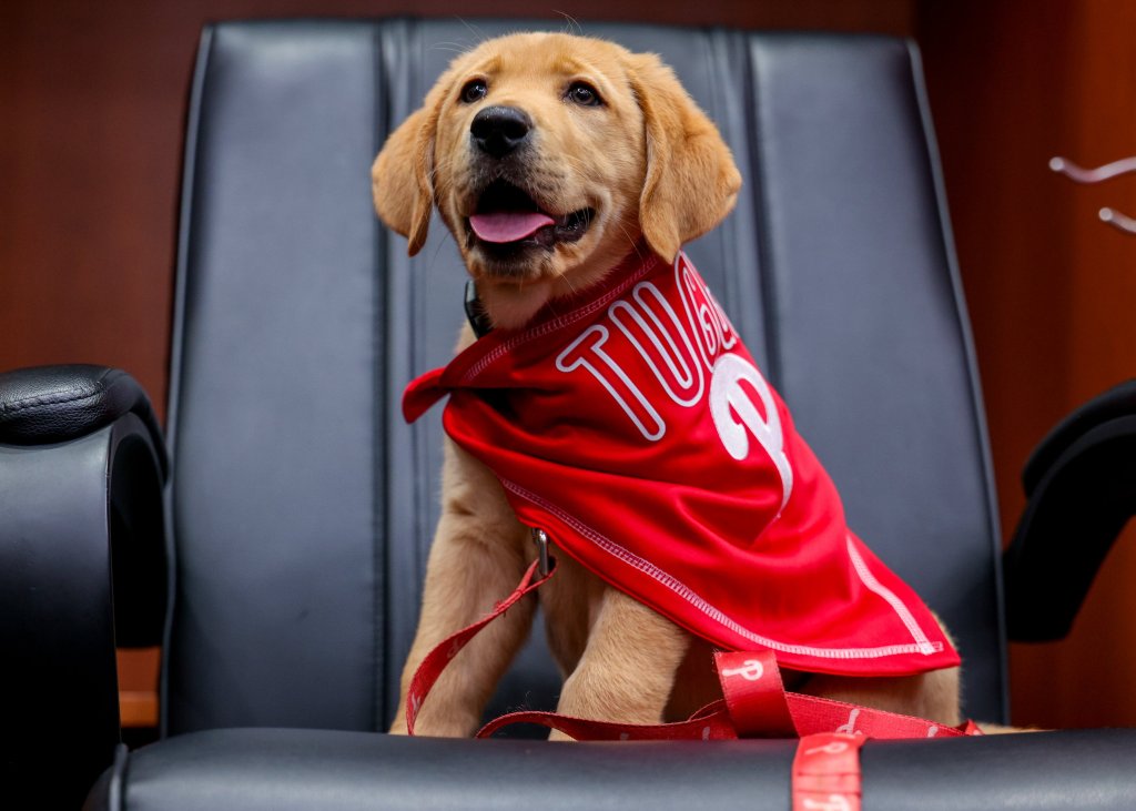 A golden Labrador retriever puppy named Tugger sits on a black office chair, wearing a red Phillies bandana and looking happily at the camera.